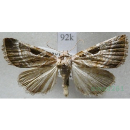 Eucarta virgo (Treitschke, 1835) Najemka dziewica Czech92k